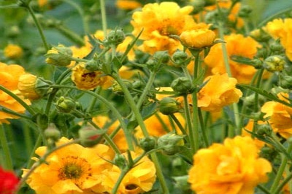 gravilat flower