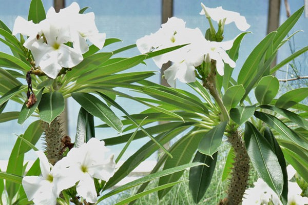 pachypodium photo