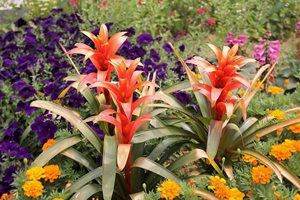 guzmania transplant