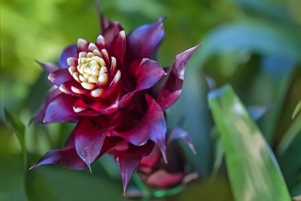 guzmania varieties