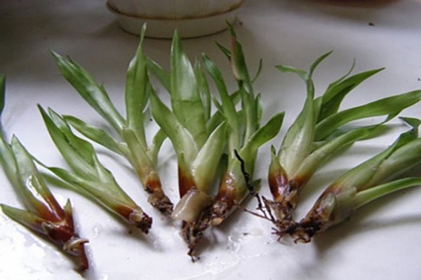 guzmania varieties