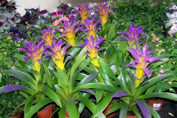 guzmania varieties