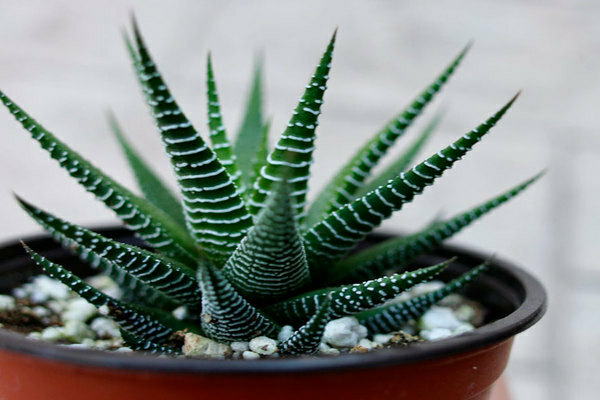 Haworthia photos