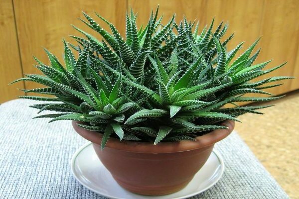Haworthia photos