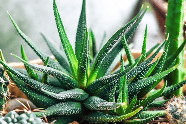 Haworthia photos