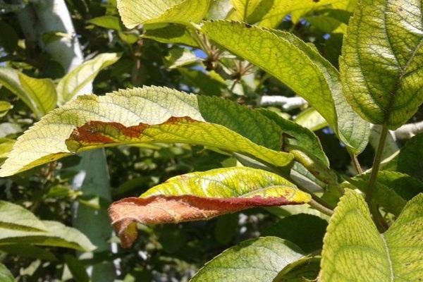 Chlorose de pomme