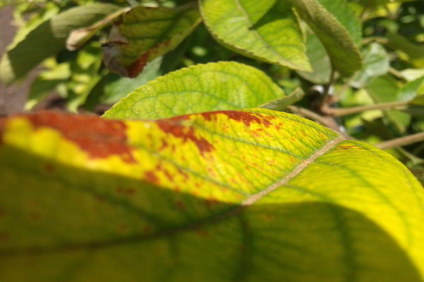 Chlorose de pomme