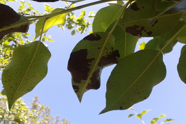 Chlorose de la pomme: photo