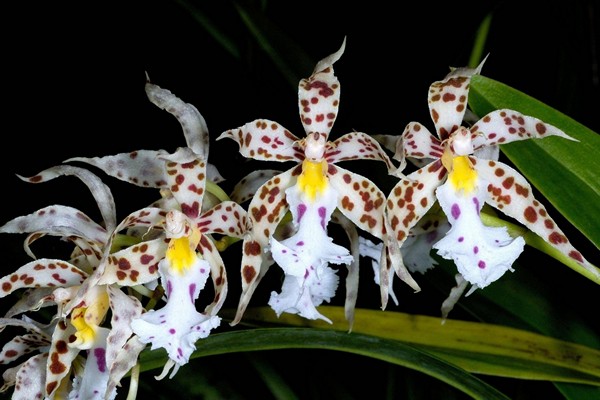 odontoglossum varieties