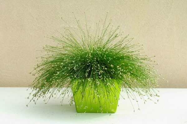 Isolepis photo
