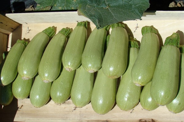 zucchini bitter
