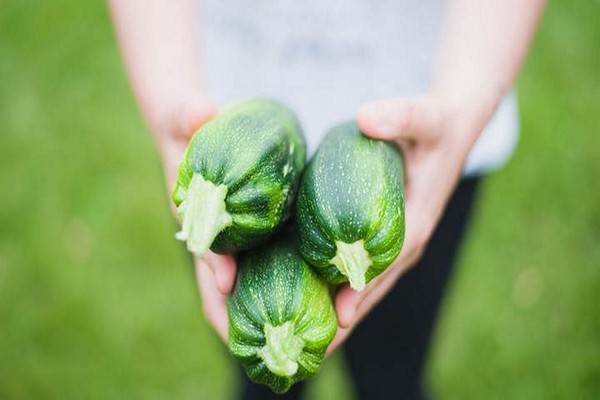 zucchini bitterness