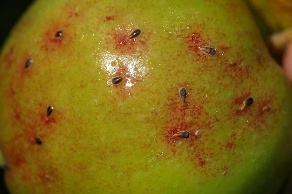 apple tree pests