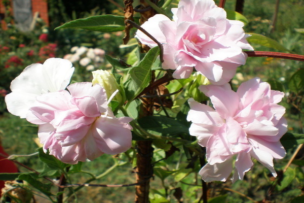 Calistegia photo