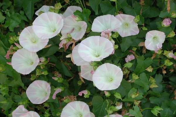 Calistegia photo