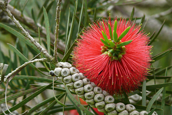 Photo de Callistemon