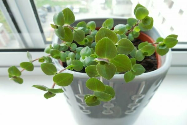 Callisia photo