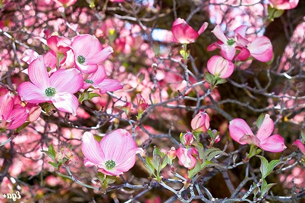 foto dogwood