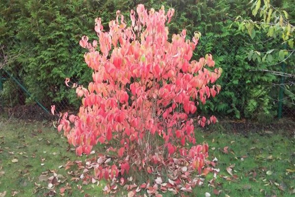 foto dogwood