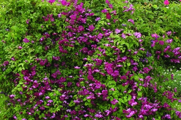 clematis in landscape design