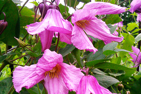Foto de Clematis Alyonushka