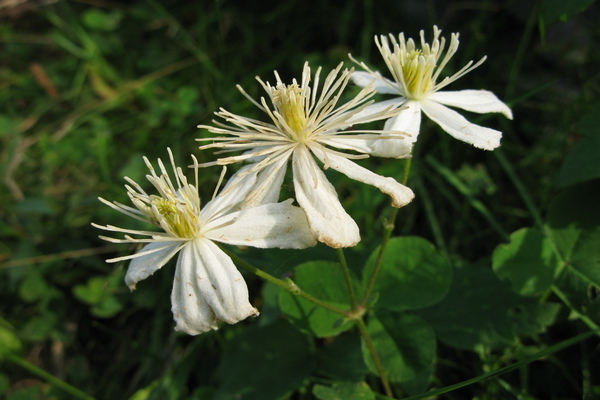 Clématite Fargesioides photo