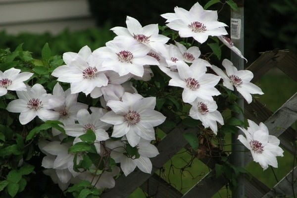 Fotos de Clematis Miss Bateman