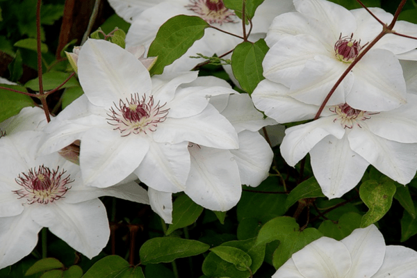 Fotos de Clematis Miss Bateman