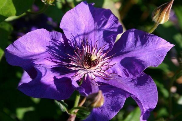 Foto do presidente Clematis