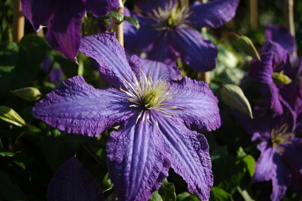 Foto da rapsódia de Clematis
