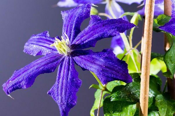 Foto da rapsódia de Clematis