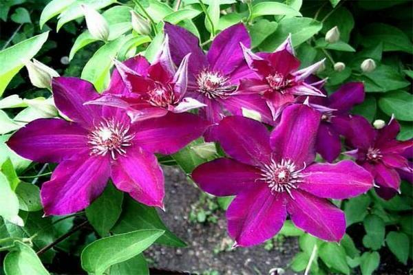 Foto Clematis Stasik