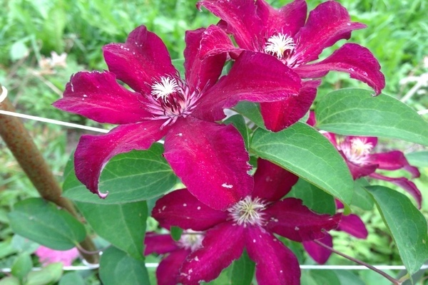 Foto Clematis Stasik