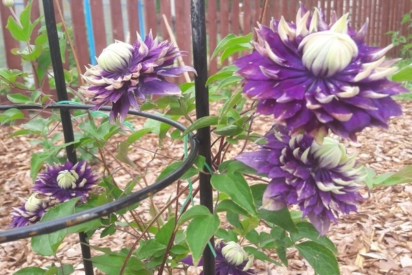 clematis in landscape design