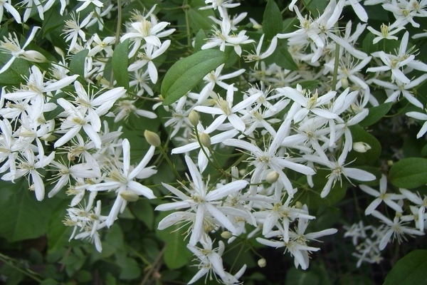 Clematis grape-leaved photo