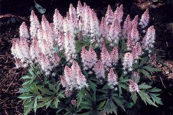black cohosh varieties