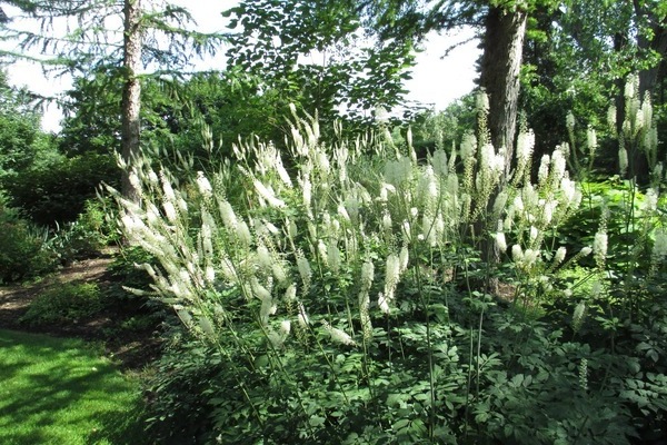 black cohosh plant
