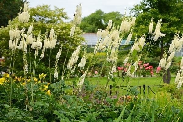 black cohosh plant