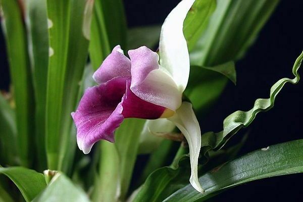 Cochleantes photo