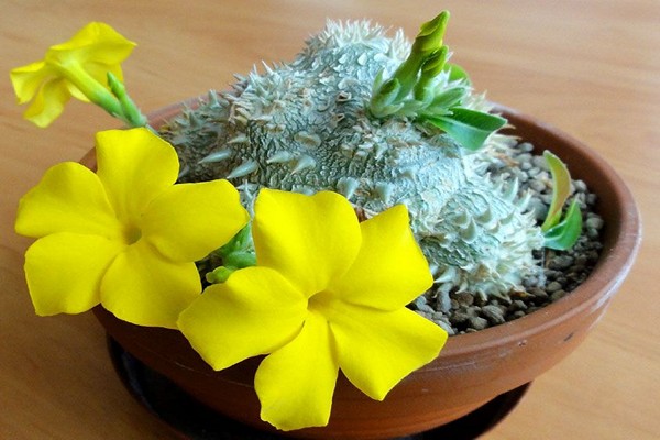 pachypodium photo