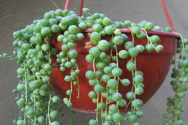 tree plant photo