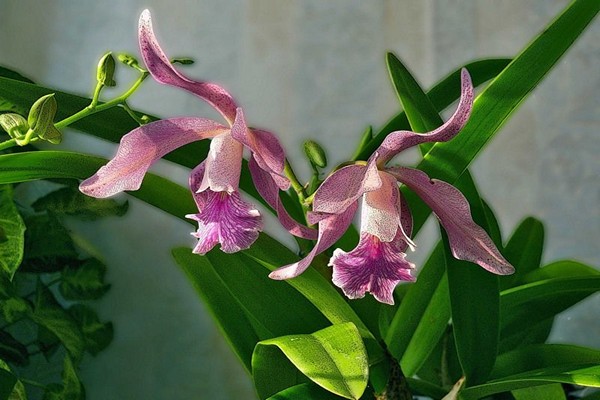 Lelia varieties