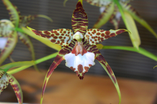 Lemboglossum photo