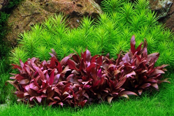 plantes herbacées alternantera + pour terrain découvert