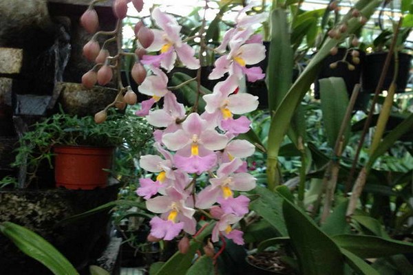 odontoglossum varieties