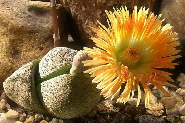 photo de lithop