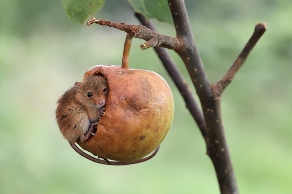 apple tree pests