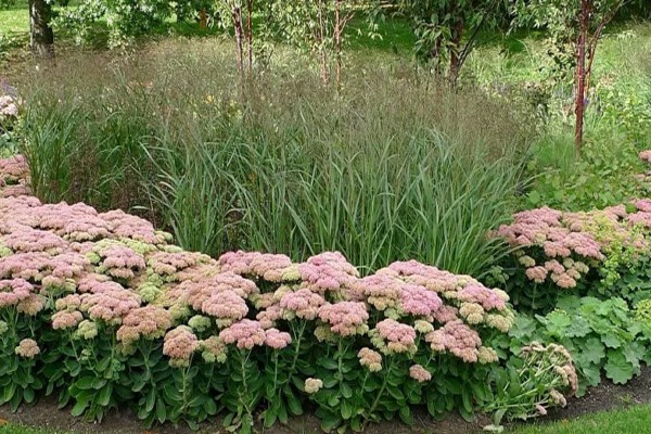 variété de sédum