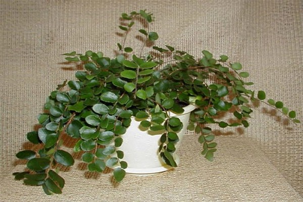 pellea pellea round-leaved fern pellea pellea photo pellea indoor pellet care