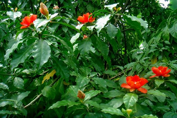 pellea photo